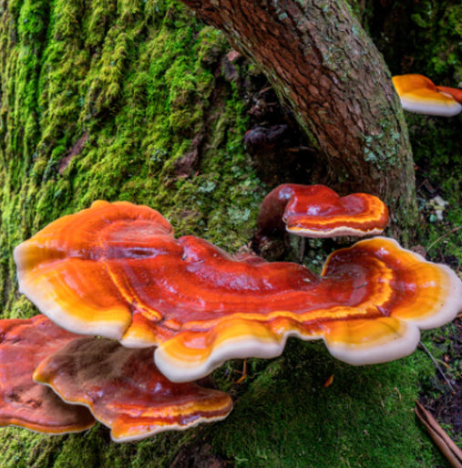 Reishi (tikrinis blizgutis) grybų privalumai sveikatai: Imuniteto stiprinimas, kova su nuovargiu