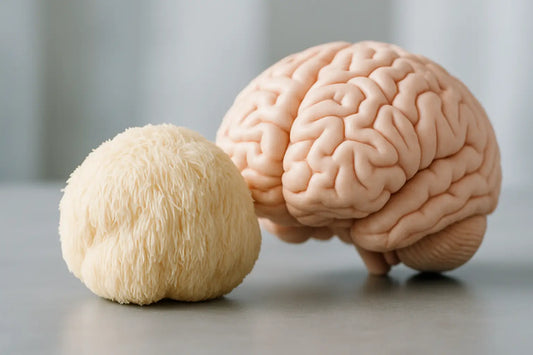 Lion’s Mane nauda smegenims: ko tikėtis realiai