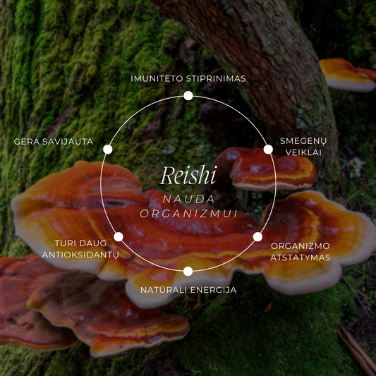 Reishi Grybo Nauda