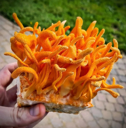 Kam vartojamas kordicepsas
